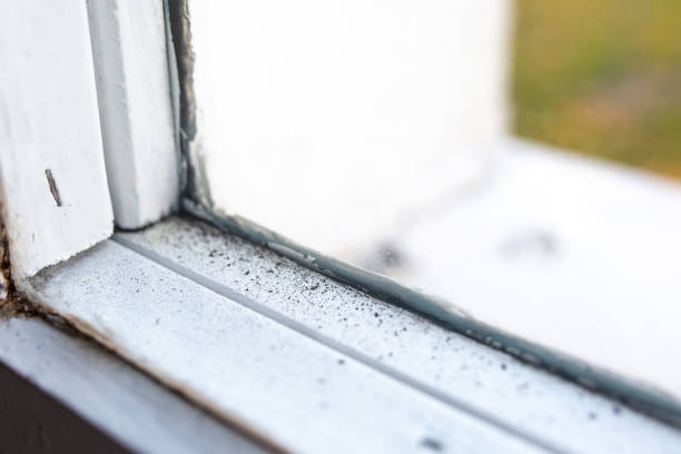 Best Black Mold Removal  in Blacksburg, SC