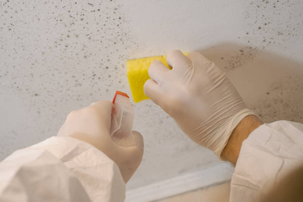 Best Dehumidification Services  in Blacksburg, SC