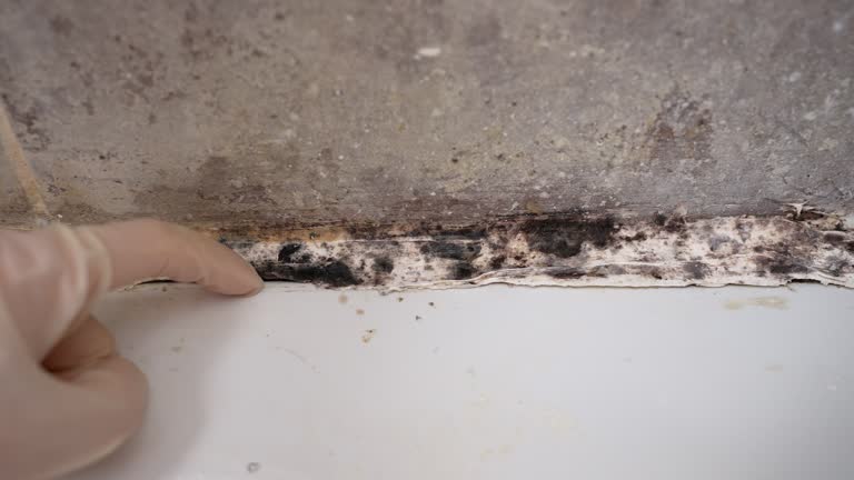 Best Industrial Mold Remediation  in Blacksburg, SC