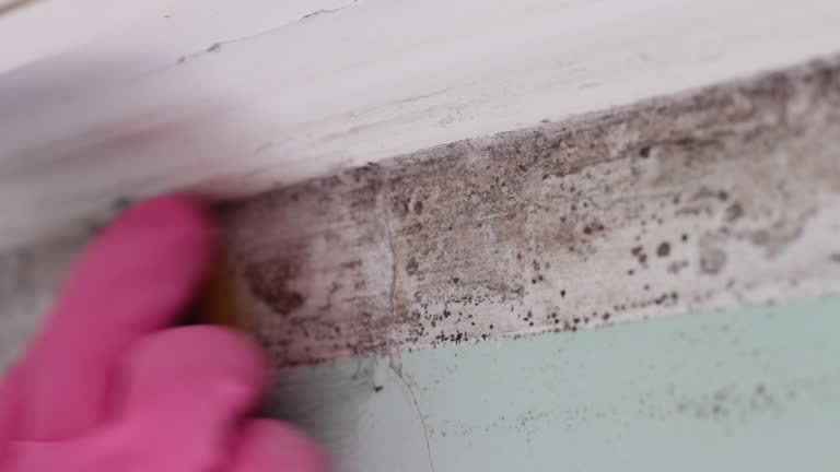 Mold Documentation for Insurance Claims in Blacksburg, SC